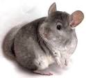 Home - Spoiled Rotten Chinchillas