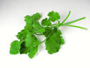 Cilantro | FoodStrong