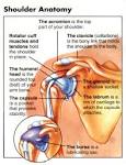 <b>Shoulder</b> Anatomy