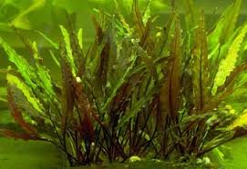 images?qtbnANd9GcSBUy71Vi5XisBMkkZwUPU WmzJTO9AKVwgjvy0XnD9ozRxNHw2