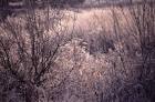 Frosty Winter Day - via Daymix