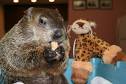 Staten Island Chuck