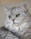 PantherKut     Persian Cats
