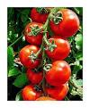 How to Grow Tomatoes Easy