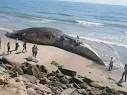 world big animals