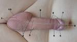File:Male genitalia reworked.jpg - Wikipedia, the free encyclopedia