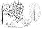 <b>Malpighiaceae</b> Juss.