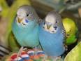 Parakeet health checklist