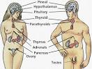 Forever Living Health » 06 GLANDULAR SYSTEM