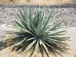 Aloe vera plant free image - via Daymix
