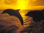 Dolphins and Humans | Paranormalknowledge.
