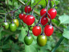 the Solanaceae, - via Daymix