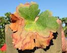 Virtual Grape Pests and Diseases