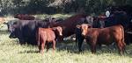 http://upload.wikimedia.org/wikipedia/commons/1/1a/Red-angus.jpg