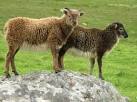Soay sheep on Hirta - via Daymix