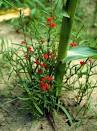 <b>Striga</b> (witchweeds)