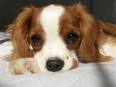 Euthanizing your dog