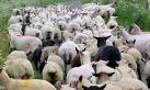 SY6789 : The Black Sheep of - via Daymix