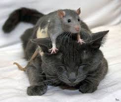 http://t2.gstatic.com/images?q=tbn:ANd9GcSClerNUp2EwKRwBEzXnzpU5y3bDhDQehUbGaafzVEuSBbLylgE