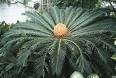 Division <b>Cycadophyta</b>