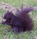 PURPLE SQUIRREL picture PURPLE SQUIRREL image/