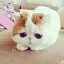 Cat With Cute Eyes | CuteStuff.co - Cute Animals, Cute Pictures ...