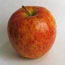 Jonagold Apple