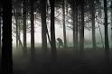 Pop Culture Petri Dish: Dog Soldiers and The Descent: Neil ...