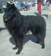 Belgian Shepherd - Wikipedia, the free encyclopedia