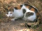 File:Katze in Tunesien.jpg - Wikipedia, the free encyclopedia