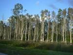 031108-0008 <b>Melaleuca</b>