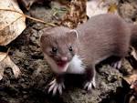 Weasel Wednesday - Birds Calgary