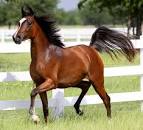 ISIS Egyptian Arabians LLC -