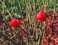 Ma-huang (<b>Ephedra</b>