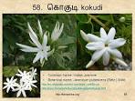 99 Tamil Flowers – Kurunjipaatu – Flowers 51-60 « கற்க ...