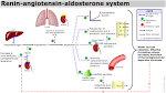 -<b>aldosterone</b> system.png