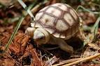 Sulcata Tortoises For Sale | Baby Spur Thigh Tortoises