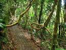 Panoramio - Photo of Tirimbina Rainforest Center (Costa Rica)