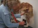 How to Become a Professional Dog Groomer