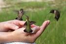 A Flock of Hummingbirds | Catherine Sherman
