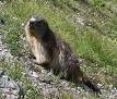 220px-Alpine_Marmot.jpg