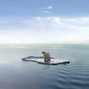 Polar bear on an ice floe - Advocacy For Animals