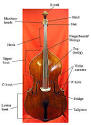 Double bass - Wikipedia, the free encyclopedia