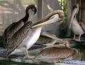Possibly drunk pelican hits - via Daymix