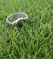 Kentucky Bluegrass Lawn &amp; Grass Seed-Grow Kentucky Bluegrass-Buy ...