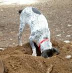 DIAMONDS in the RUFF - Digging <>