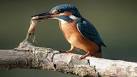 No wonder it's called a kingfisher: Bird catches up to 50 a day