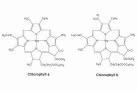 The Similarities between Chlorophyll and Hemoglobin « Allied ...