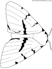 Moth coloring page