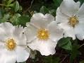 Georgia State Flower - Floral Emblem